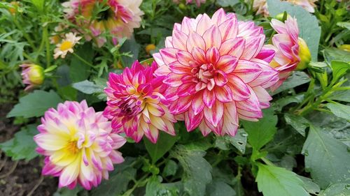 Close-up of pink flowers blooming outdoors