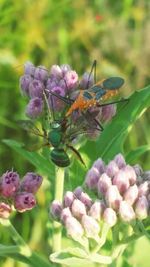 Close-up of insect on purple flower