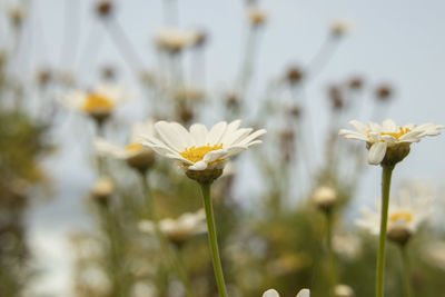 Close-up of white flowering plant