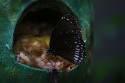 Close-up of butterfly