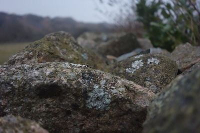 Close-up of moss on rock