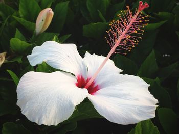 Close-up of fresh white hibiscus blooming outdoors