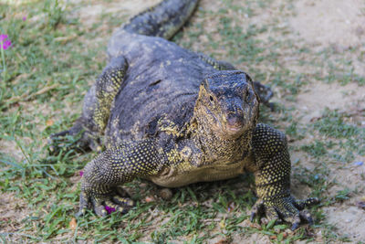 Close-up of a turtle on field