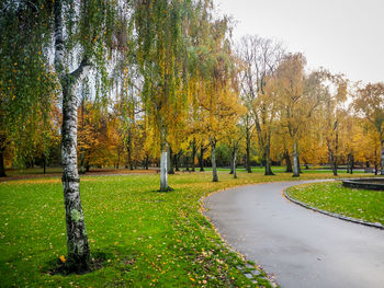 Trees in park during autumn