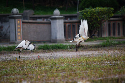 View of birds on field