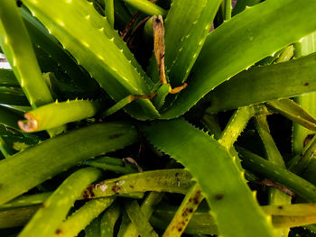 Full frame shot of succulent plant