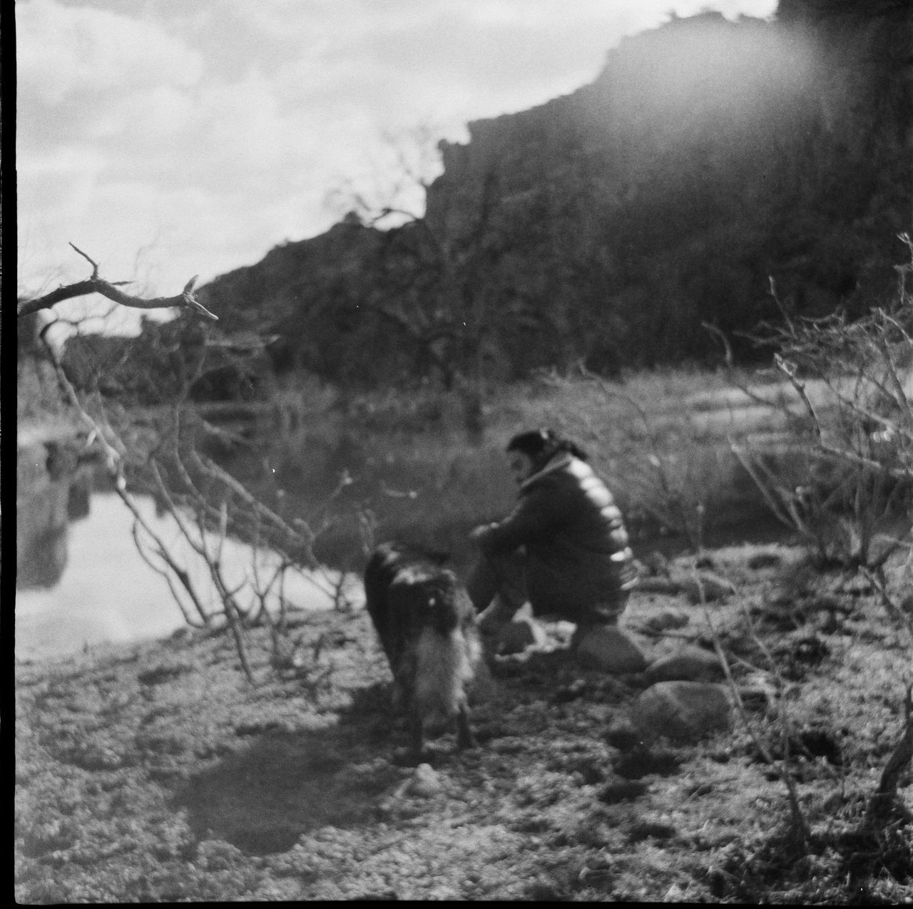 DOG SITTING ON FIELD BY LAND