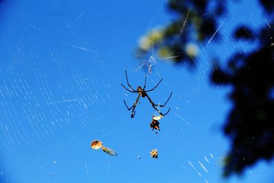Low angle view of spider on web against blue sky