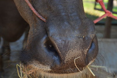 Close-up of a horse