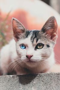 Close-up portrait of cat