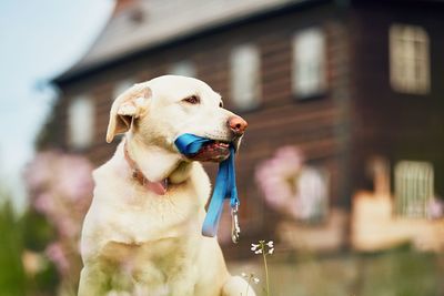 Close-up of dog