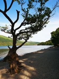 Tree on beach against sky