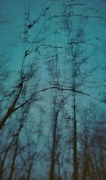 Full frame shot of tree trunk