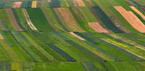 Full frame shot of agricultural field