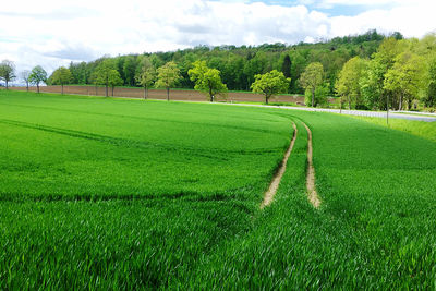 Scenic view of agricultural field against sky