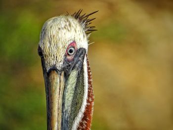 Close-up of a pelican 