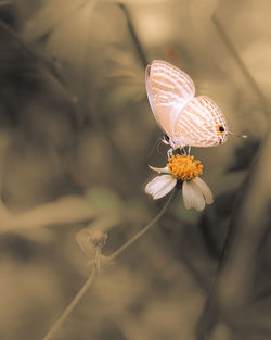 Close-up of butterfly pollinating on flower