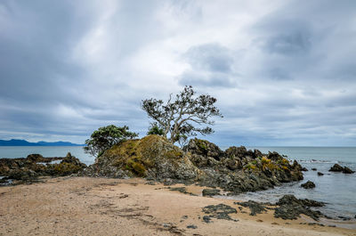 Trees on beach against sky