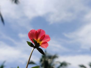 Close-up of red flower against sky