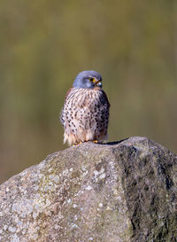 Close-up of kestrel perching on rock