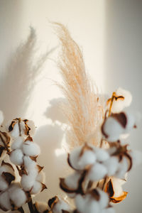 Close-up of white roses