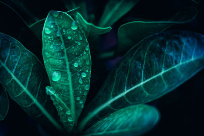 Close-up of raindrops on leaves