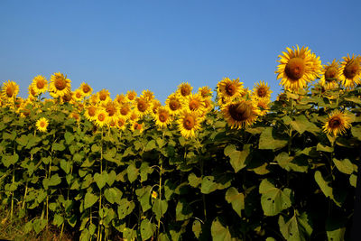 Close-up of yellow flowering plants against clear sky