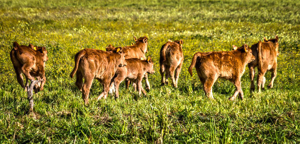 Horses in a field