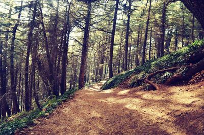 Dirt road passing through forest