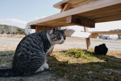 Cat sitting in a field