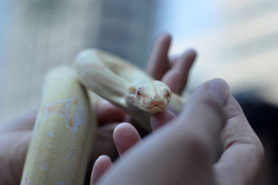 Close-up of hand holding snake head