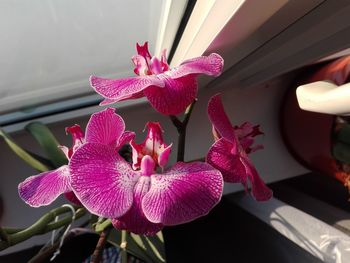 Close-up of pink orchid