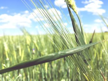 Close-up of wheat growing on field against sky