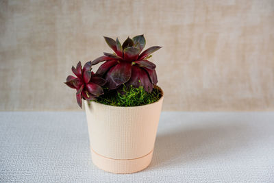 Close-up of potted plant on table against wall