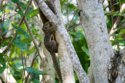 Low angle view of squirrel on tree