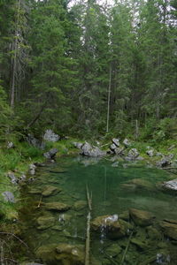 Scenic view of lake in forest