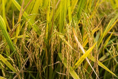 Close-up of wheat growing on field