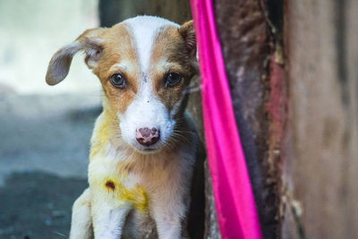 Close-up portrait of dog