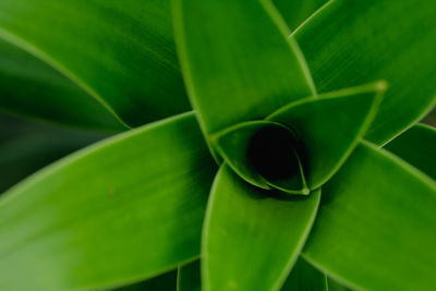 Close-up of green leaves