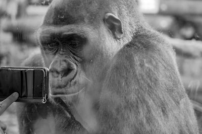 Close-up of monkey holding camera