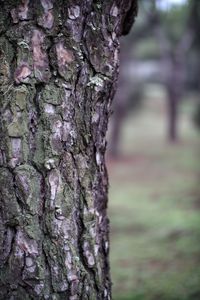 Close-up of tree trunk