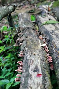 Close-up of tree trunk