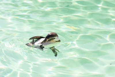 High angle view of duck swimming in lake