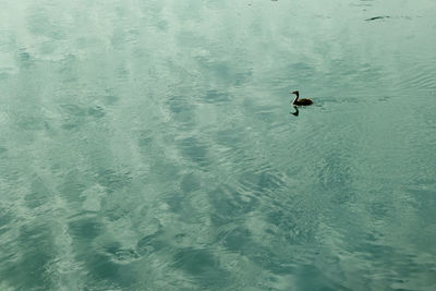 High angle view of ducks swimming in lake