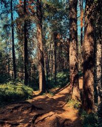 Trees in forest