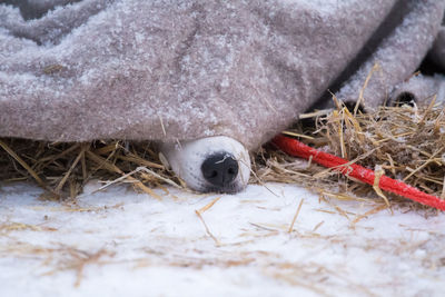 Dog relaxing on snow