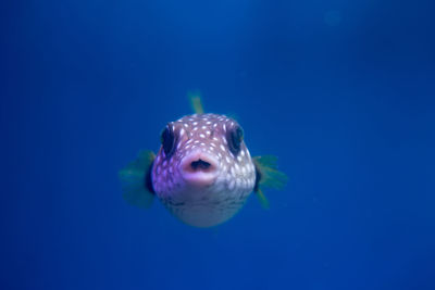 Close-up of fish swimming in sea