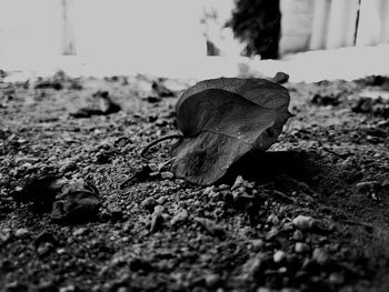 Close-up of dry autumn leaf