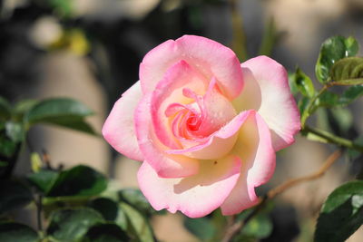 Close-up of blooming pink rose by natural light