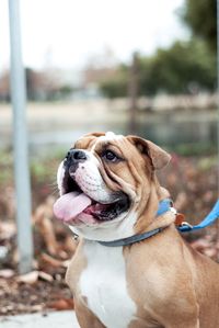 Close-up of a dog looking away